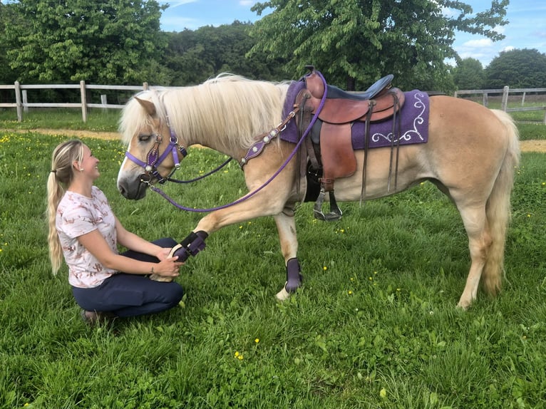Haflinger Stute 4 Jahre 148 cm Fuchs in Linkenbach