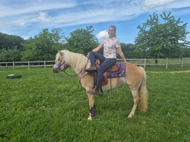 Haflinger Stute 4 Jahre 148 cm Fuchs in Linkenbach