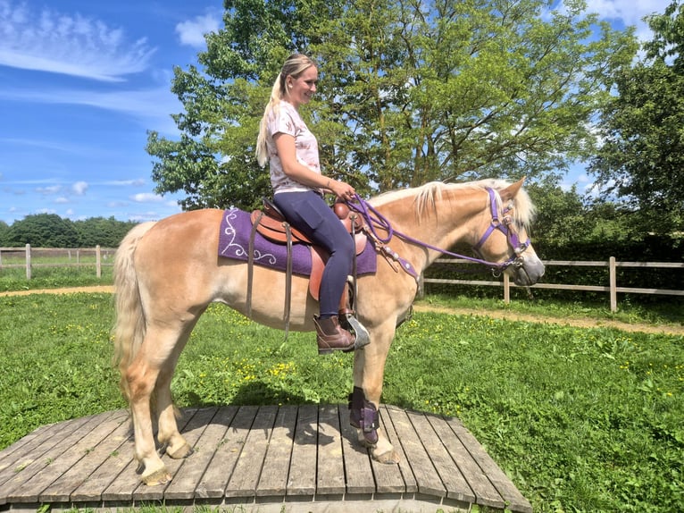 Haflinger Stute 4 Jahre 148 cm Fuchs in Linkenbach