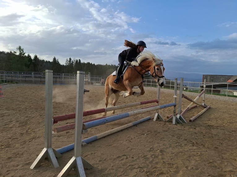 Haflinger Stute 4 Jahre 148 cm Fuchs in Edelschrott
