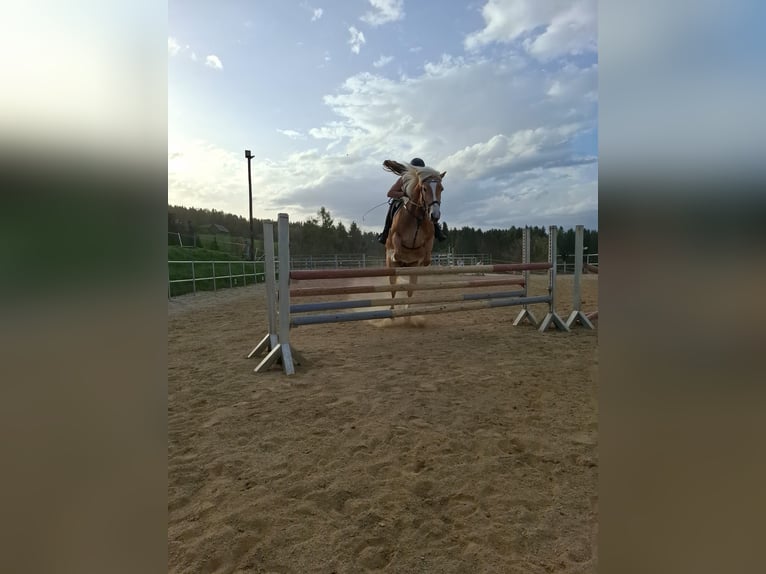 Haflinger Stute 4 Jahre 148 cm Fuchs in Edelschrott