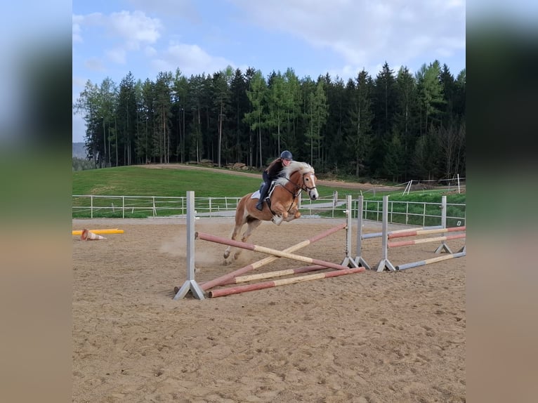 Haflinger Stute 4 Jahre 148 cm Fuchs in Edelschrott