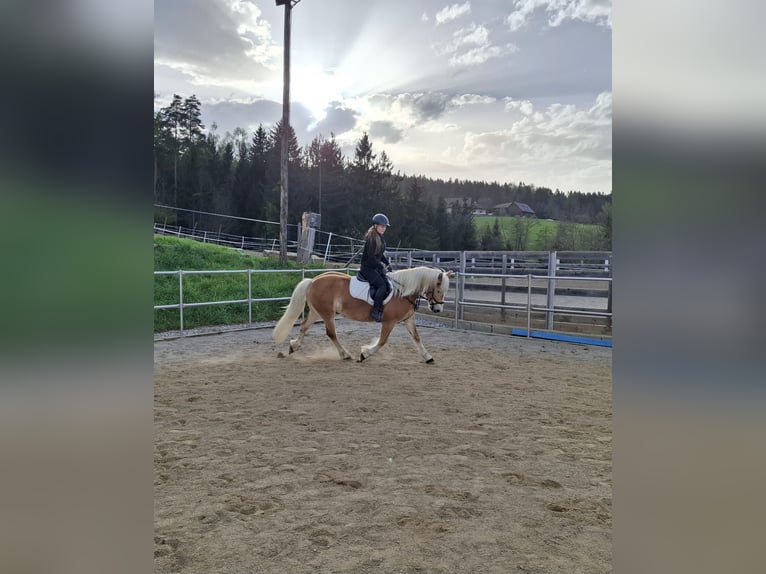 Haflinger Stute 4 Jahre 148 cm Fuchs in Edelschrott
