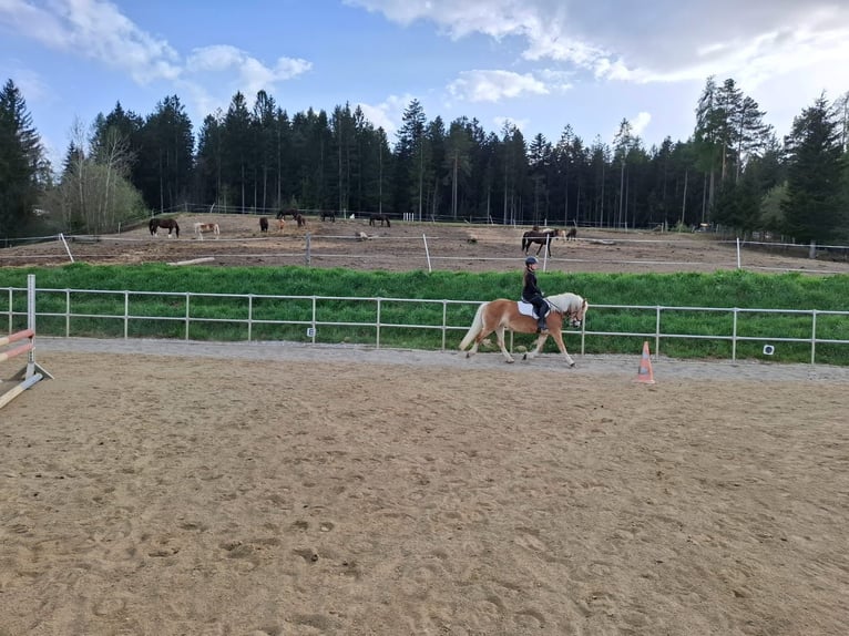 Haflinger Stute 4 Jahre 148 cm Fuchs in Edelschrott