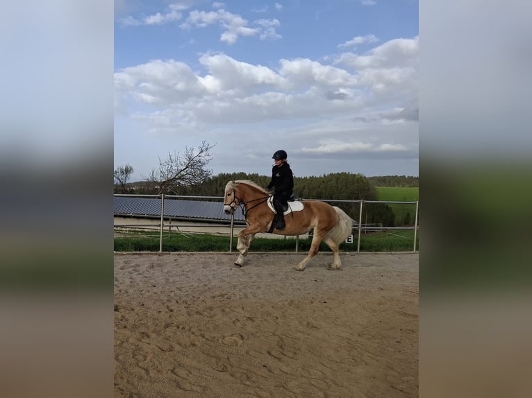 Haflinger Stute 4 Jahre 148 cm Fuchs in Edelschrott