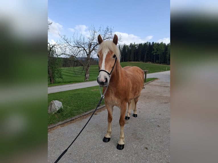 Haflinger Stute 4 Jahre 148 cm Fuchs in Edelschrott