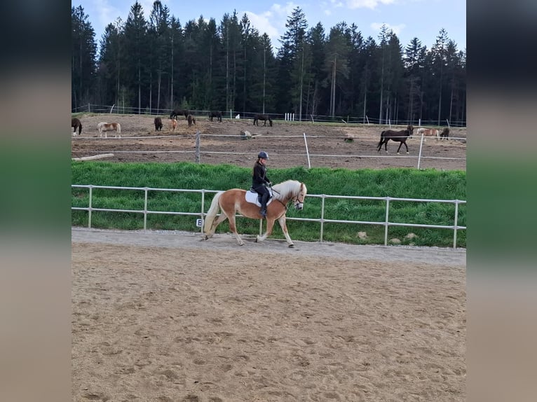 Haflinger Stute 4 Jahre 148 cm Fuchs in Edelschrott