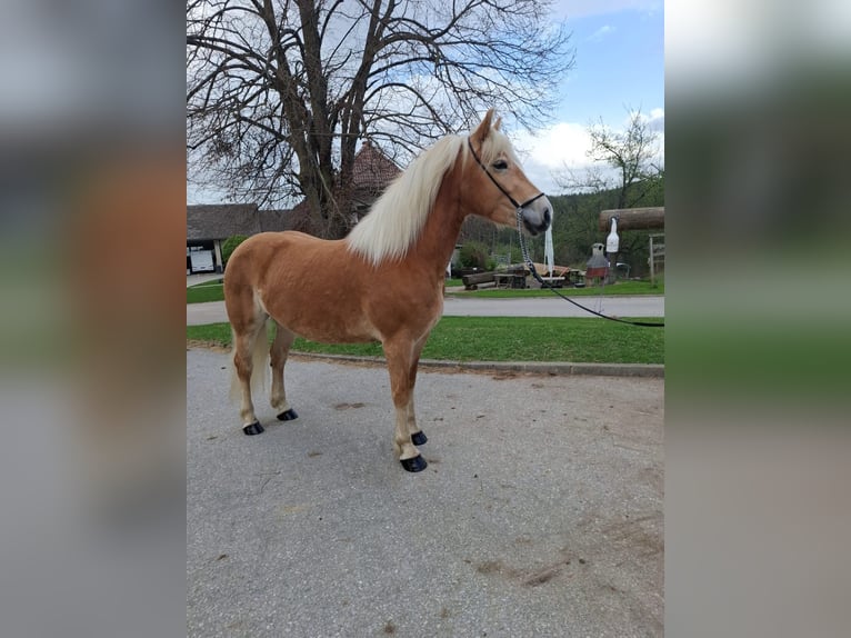 Haflinger Stute 4 Jahre 148 cm Fuchs in Edelschrott