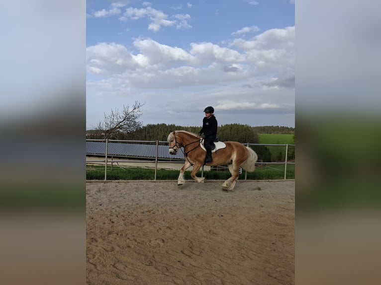 Haflinger Stute 4 Jahre 148 cm Fuchs in Edelschrott