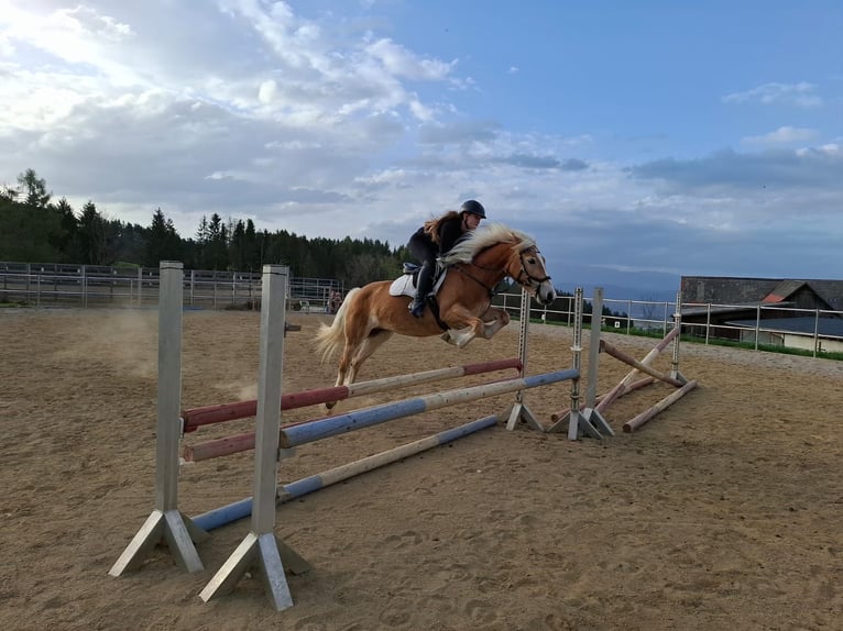 Haflinger Stute 4 Jahre 148 cm Fuchs in Edelschrott