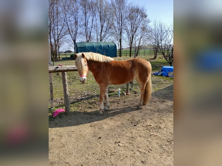 Haflinger Stute 4 Jahre 148 cm Rotfuchs in Mattersburg