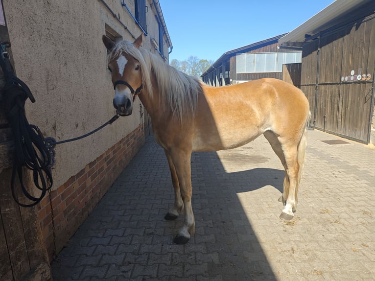 Haflinger Stute 4 Jahre 149 cm Fuchs in Kolkwitz
