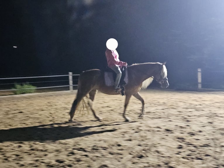 Haflinger Stute 4 Jahre 149 cm Fuchs in Lunteren