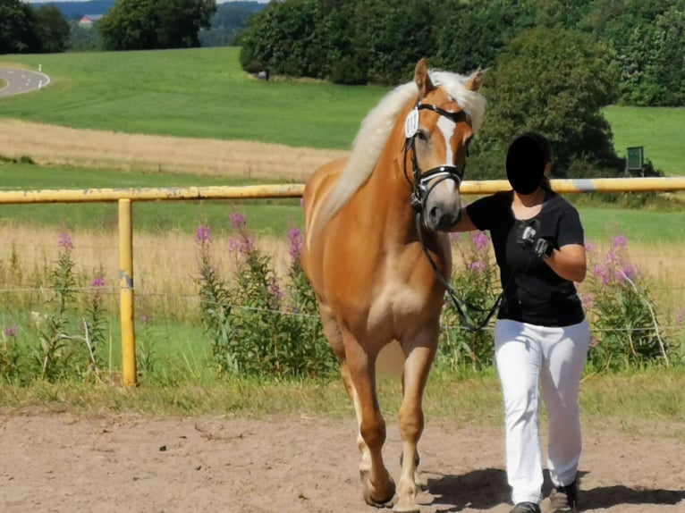 Haflinger Stute 4 Jahre 149 cm Fuchs in Nohfelden