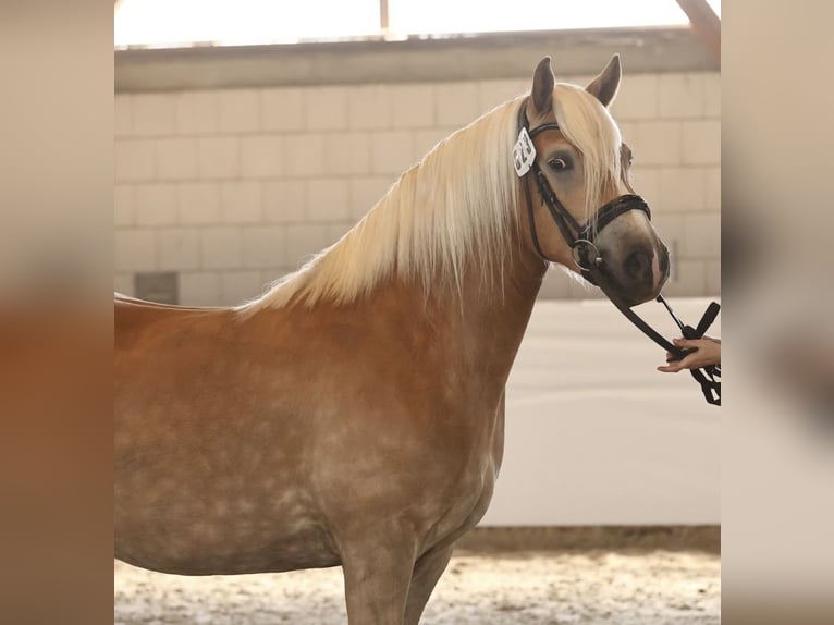 Haflinger Stute 4 Jahre 149 cm Fuchs in OberkrämerOberkrämer