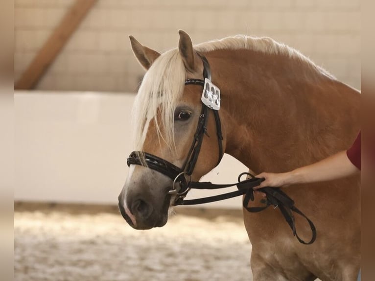 Haflinger Stute 4 Jahre 149 cm Fuchs in OberkrämerOberkrämer