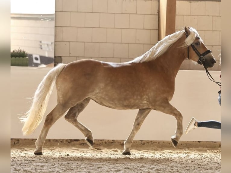 Haflinger Stute 4 Jahre 149 cm Fuchs in OberkrämerOberkrämer