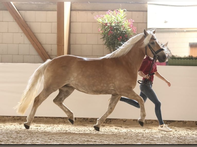 Haflinger Stute 4 Jahre 149 cm Fuchs in OberkrämerOberkrämer