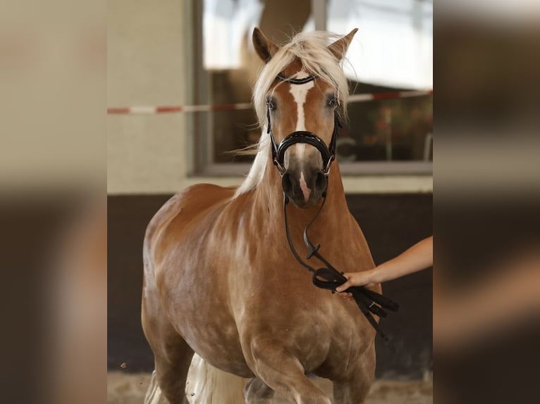 Haflinger Stute 4 Jahre 149 cm Fuchs in OberkrämerOberkrämer