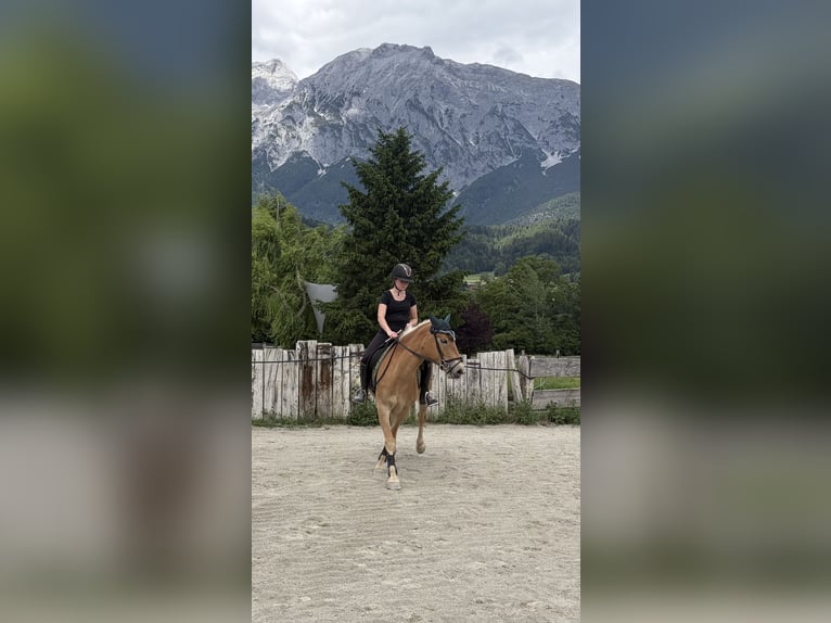 Haflinger Stute 4 Jahre 149 cm Hellbrauner in VoldersVolders