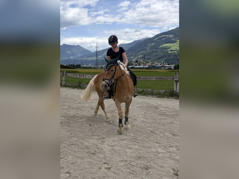 Haflinger Stute 4 Jahre 149 cm Hellbrauner in VoldersVolders