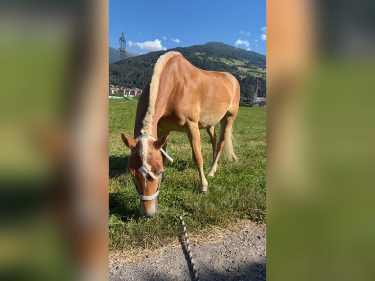 Haflinger Stute 4 Jahre 149 cm Hellbrauner in VoldersVolders