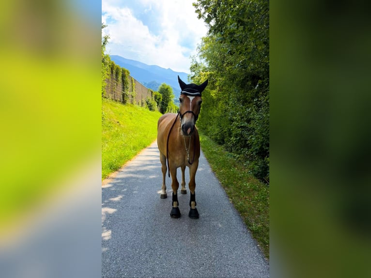 Haflinger Stute 4 Jahre 149 cm Hellbrauner in VoldersVolders