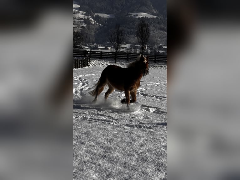 Haflinger Stute 4 Jahre 149 cm Hellbrauner in VoldersVolders
