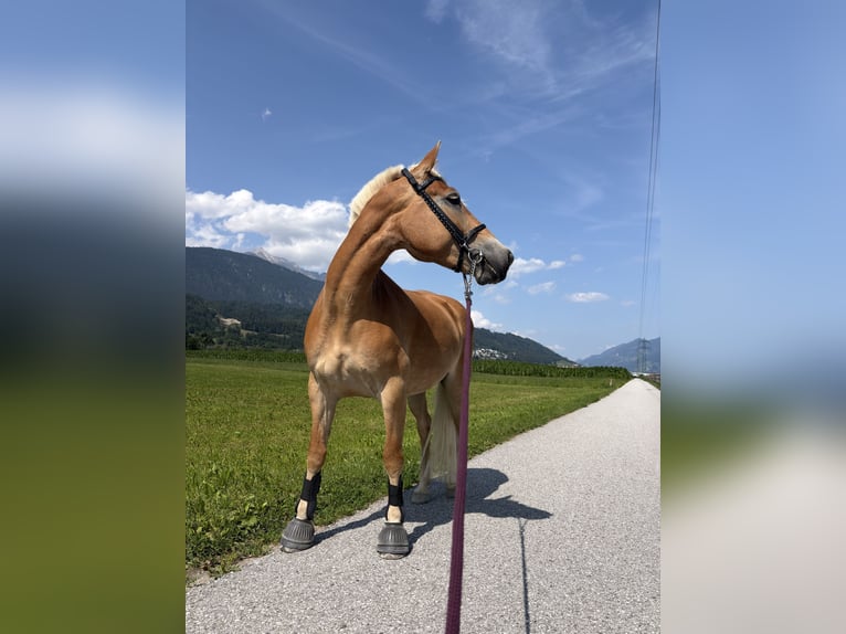 Haflinger Stute 4 Jahre 149 cm Hellbrauner in VoldersVolders