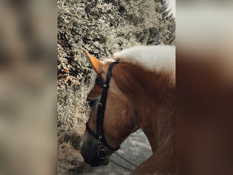 Haflinger Stute 4 Jahre 149 cm Hellbrauner in VoldersVolders
