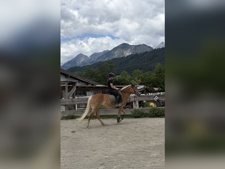 Haflinger Stute 4 Jahre 149 cm Hellbrauner in VoldersVolders