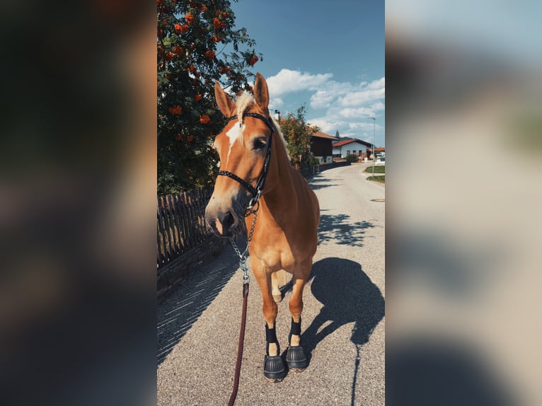 Haflinger Stute 4 Jahre 149 cm Hellbrauner in VoldersVolders