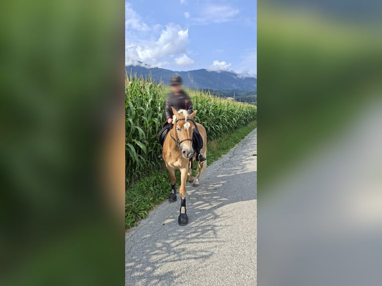 Haflinger Stute 4 Jahre 149 cm Hellbrauner in VoldersVolders