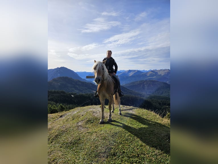 Haflinger Stute 4 Jahre 150 cm Champagne in Achenkirch