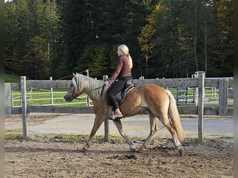 Haflinger Stute 4 Jahre 150 cm Champagne in Achenkirch