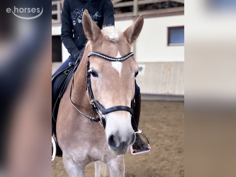 Haflinger Stute 4 Jahre 150 cm  in Pfronstetten
