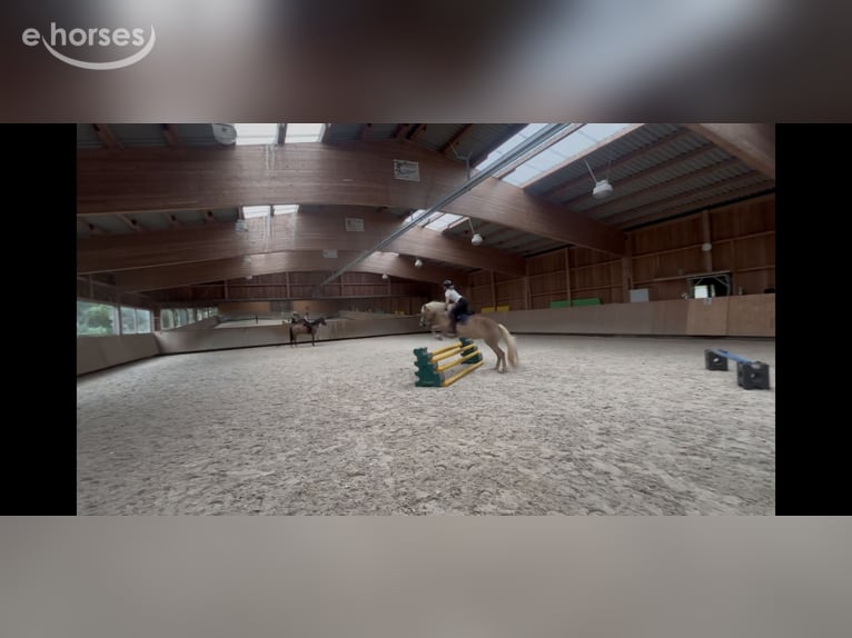 Haflinger Stute 4 Jahre 150 cm  in Pfronstetten