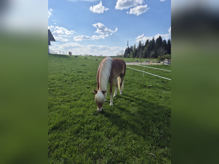 Haflinger Stute 4 Jahre 150 cm Dunkelfuchs in Königsdorf