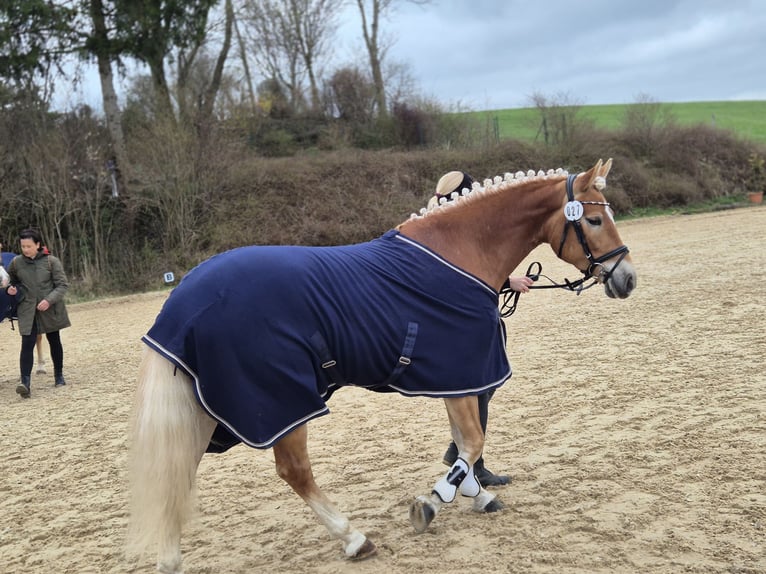 Haflinger Stute 4 Jahre 150 cm Dunkelfuchs in Königsdorf