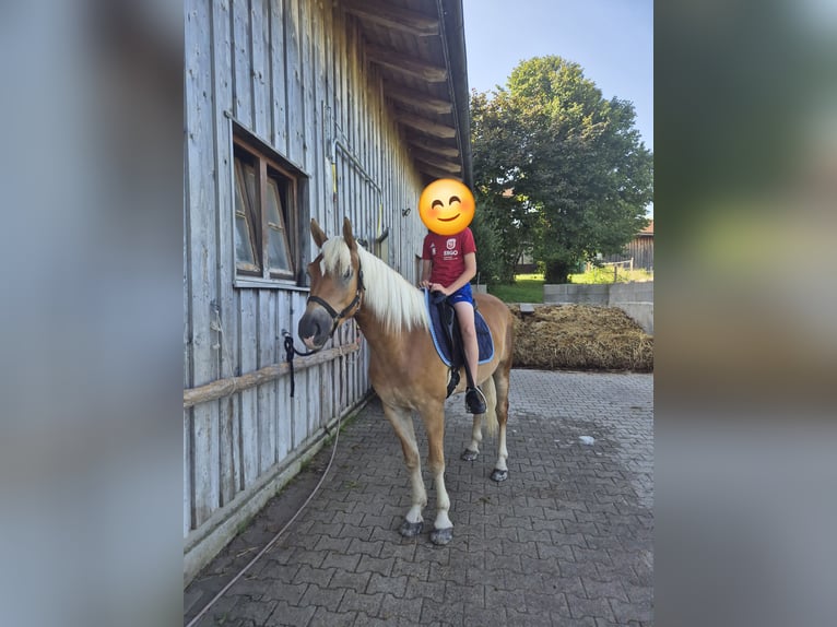 Haflinger Stute 4 Jahre 150 cm Dunkelfuchs in Königsdorf