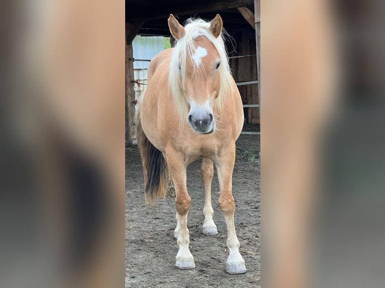 Haflinger Stute 4 Jahre 150 cm in Weiz Haflinger Stute 4 Jahre 150 cm in Weiz