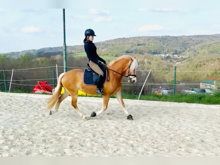 Haflinger Stute 4 Jahre 150 cm Fuchs in Stadtschlaining