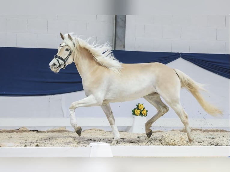 Haflinger Stute 4 Jahre 150 cm Fuchs in H&#xFC;llhorst