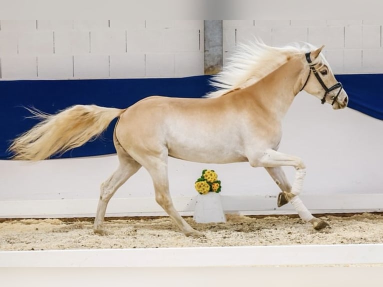 Haflinger Stute 4 Jahre 150 cm Fuchs in H&#xFC;llhorst