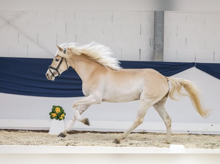 Haflinger Stute 4 Jahre 150 cm Fuchs in H&#xFC;llhorst