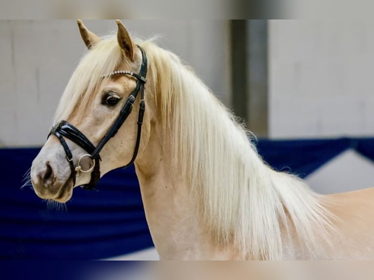 Haflinger Stute 4 Jahre 150 cm Fuchs in H&#xFC;llhorst