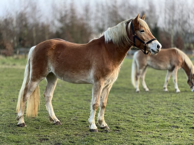 Haflinger Stute 4 Jahre 150 cm Fuchs in Seedorf