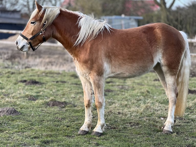Haflinger Stute 4 Jahre 150 cm Fuchs in Seedorf