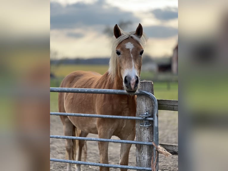 Haflinger Stute 4 Jahre 150 cm Fuchs in Seedorf