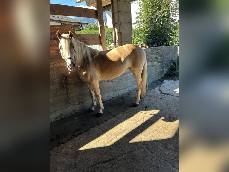 Haflinger Stute 4 Jahre 150 cm Fuchs in Stumm